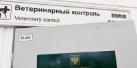 Многострадальная медведица Майка готовится вылететь из Приморья в Москву (ФОТО) - Asn24.Ru