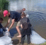 В Железногорске в городское водохранилище запустили 15 000 мальков судака - Sekunda.Media