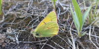 Желтушка тундровая (Colias hecla). - Объединенная дирекция заповедников Таймыра