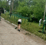 Трудовые будни старшеклассников в самом разгаре. - Город Дивногорск