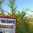 В Курской области проверили 68 проб воды в зонах для купания - РИА Курск