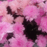 Курганцы получат консультации от цветоводов - Новый мир