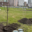 Тюменские городские депутаты следят за летними работами по благоустройству в своих округах - MegaTyumen.Ru