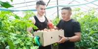 Огурцы, кабачки, томаты: местная овощная продукция поступает на прилавки Оренбуржья - Министерство сельского хозяйства