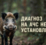 Африканская чума свиней в Сыктывдине не подтвердилась - ИА Комиинформ