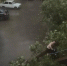 В Минводах дерево рухнуло на машину и окна, в Садовом прошел град: подробности шторма на Ставрополье - Bloknot-Stavropol.Ru