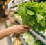 Опаснее курицы: назван популярный продукт с высоким риском инфекций - MosRegToday.Ru