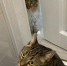 Коты делают это только с самыми близкими: 3 сигнала, которые вы могли понимать неправильно - Pro Город Ухта