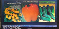 Владимирские специалисты пресекли продажи 900 нелегальных сортов овощей - PRO Город Владимир