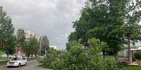 В Челябинске названа причина падения деревьев во время майского урагана - КП Челябинск