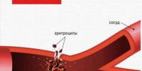 В Брянской области успешно испытали новый компонент крови - БрянскToday.Ru