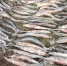 Астраханца поймали с наркотиками и краснокнижной стерлядью - Астрахань 24