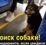В Туле ищут собаку-путешественницу - ТК Первый Тульский