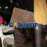 В Ростове кот-узник два года прожил в заточении – его хозяйка умерла - Bloknot-Rostov.Ru