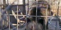 Зоозащитники нашли на Дальнем Востоке еще одну медведицу в неволе - Baikal24.Ru