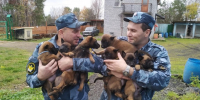 21 июня профессиональный праздник отмечают сотрудники кинологической службы уголовно-исполнительной системы - УФСИН