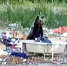 В Тынде у дачных участков заметили медведя видео - Amur.Life