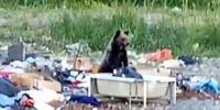 В Тынде у дачных участков заметили медведя видео - Amur.Life