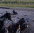 Двое погибли и пятеро пострадали в ДТП под Осой - V-Kurse.Ru