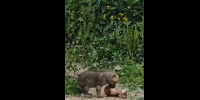 В Ивановском зоопарке вновь пополнение - ГТРК