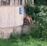 Лисья банда поселилась в заброшке под Воронежем - Bloknot-Voronezh.Ru