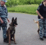 В Курске щенки бельгийской овчарки заступили на дежурство в День образования кинологической службы - Городские Известия