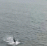 Выпрыгивающую из воды акулу записали на видео у мыса Тобизина во Владивостоке - Prim.News