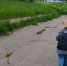 В Холмске на стадионе нашли мертвого мужчину - ТИА Острова