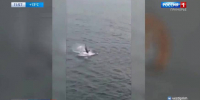 Акула совершила кульбиты над водой в акватории Владивостока - ГТРК Владивосток