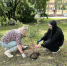 В центре Брянска высадили жасмин - Администрация