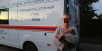 В Тосненском районе спасатели пришли на помощь пушистому верхолазу - 47Channel.Ru