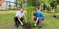 Центр Брянска украсили цветущим жасмином и сиренью - ИА Наш Брянск.ru
