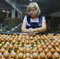 Волгоградская область — третья по производству продуктов животноводства в ЮФО - Газета Городские вести
