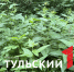 В «Тульских засеках» предупредили об опасности некоторых лекарственных трав - ТК Первый Тульский
