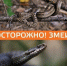 С наступлением тепла: как избежать укуса змеи и что делать, если он произошёл - Минздрав Алтайского края