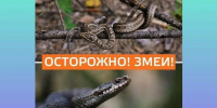 С наступлением тепла: как избежать укуса змеи и что делать, если он произошёл - Минздрав Алтайского края