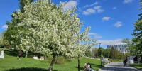Жара до +30 и грозы: синоптики рассказали, какой будет погода на День города в Новосибирске - Сиб.фм