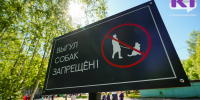 Мэрия Сыктывкара направила жителей дома по ул. Морозова в Службу ветеринарии и полицию для решения вопроса со сворой собак - ИА Комиинформ