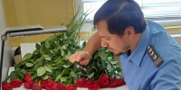 В Смоленской области Россельхознадзором пресечена попытка ввоза роз, зараженных трипсом - Россельхознадзор