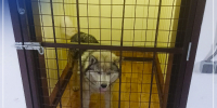 Собака передана в приют по решению суда: судебные приставы напоминают об ответственности владельцев животных - УФССП Республики Татарстан