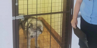 Приставы забрали в приют у жительницы РТ собаку, напавшую на детей - ИА Татар-информ