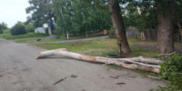 Упавшее дерево в Орске, фото: местные жители - Ural56.Ru
