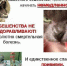О профилактике бешенства - Город Владимир