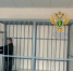 Жителя Смоленского округа будут судить за убийство соперника из ревности - SmolDaily.Ru
