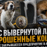 Пес с вывернутой лапой и брошенные кошки: как закрывшееся предприятие в Азове оставило животных умирать на улице - Bloknot-Rostov.Ru