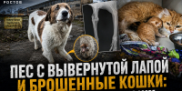 Пес с вывернутой лапой и брошенные кошки: как закрывшееся предприятие в Азове оставило животных умирать на улице - Bloknot-Rostov.Ru