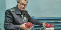 При первичной проверке выявили признаки заражения Пресс-служба управления Россельхознадзора по Иркутской области и Республике Бурятия - IrkutskMedia.Ru