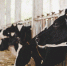 коровы - Bankfax.Ru