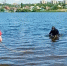 Почему камышане улыбнулись заметке о водолазах в Камышинке - Блокнот Камышин