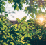 Прогноз погоды в Воронеже на 24.06.2026 - ГТРК Воронеж